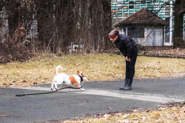 DOGGURU-PAS-GRADJANIN-13