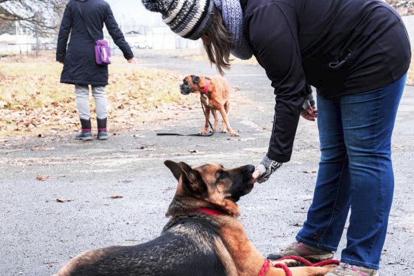 DOGGURU-PAS-GRADJANIN-16